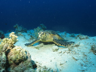 Красное море. Хургада. Черепаха Бисса