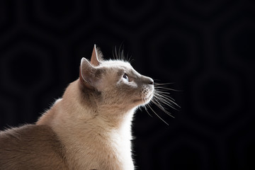 Siamese Cat