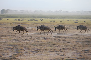 Fototapeta na wymiar Wildebeest on the run