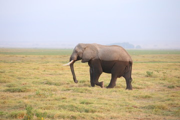 Fototapeta na wymiar African elephants 