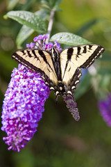 butterfly on a lilac closeup view