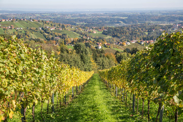 Fototapeta na wymiar sanfte Hügel in der Steiermark im Herbst