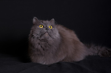 Crossbreed of siberian and persian cat lying on black background and looking up