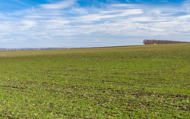 Fototapeta na wymiar Early spring landscape with winter crops and blue cloudy sky in Poltavsk oblast, Ukraine
