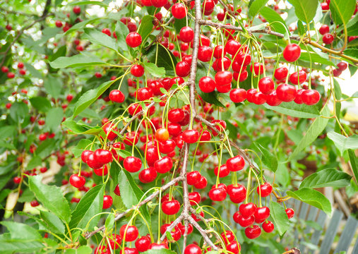 Cherry tree with ripe sour red cherries. A cherry tree will bear abundant crops of cherries and beautify your yard.