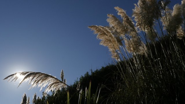 Pampa grass white inflorescences devorative grass in front of sun 4K 2160p 30fps UltraHD video - Cortaderia selloana flowering and decorative plants slow moving on the wind 4K 3840X2160 UHD footage 