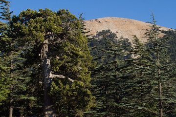 Lebanese cedar pinecone in the forest 