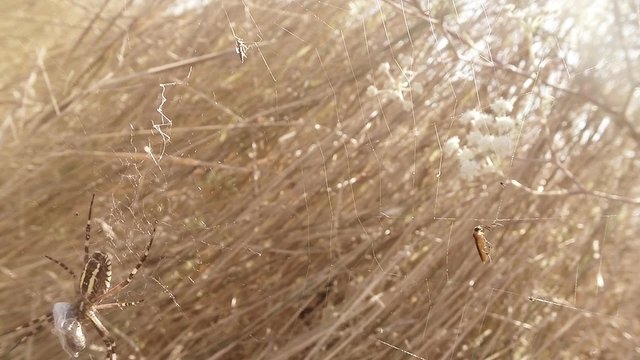 Grasshopper Stuck in the Web Close to Spider