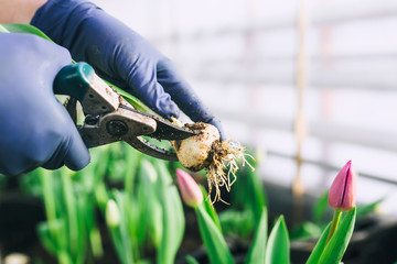 tulip bulb cut by pruner