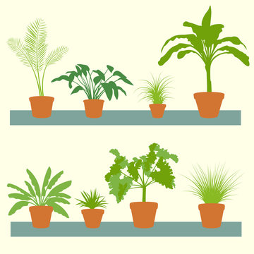 Home plants, green palms, bushes in pots set vector background i