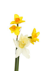 Yellow and white daffodils