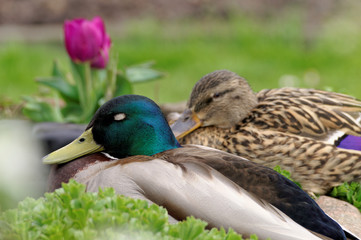 Obraz premium Wildentenpaar