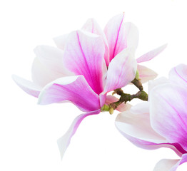 Obraz na płótnie Canvas Blossoming pink magnolia Flowers