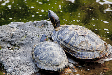 Obraz premium pair of turtles