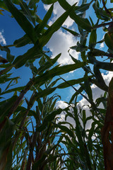 Corn field against blue cloudy sky