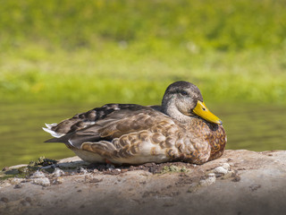 Duck on rock
