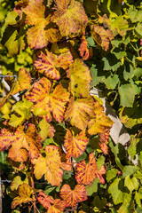 herbstlich verfärbte Weinrebe
