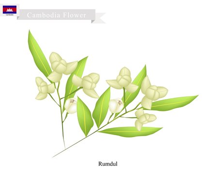 National Flower of Cambodia, Rumdul or Mitrella Mesnyi