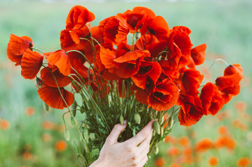 Bouquet of red poppies in woman hands, green field on background