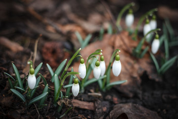 snowdrops dark color background