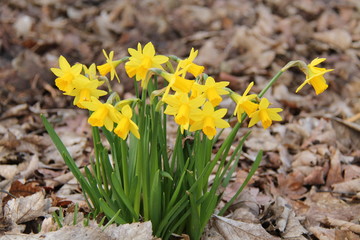 A Beautiful Bunch of Woodland Daffodil Flowers.