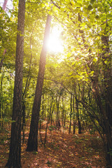 Fototapeta na wymiar Beautiful autumn forest with sun