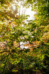 Fototapeta premium Beautiful autumn forest with sun
