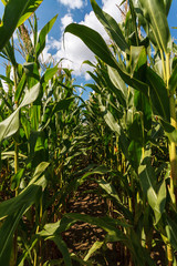 Corn field against blue cloudy sky