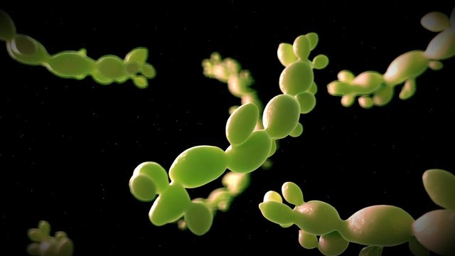 medical 3d animation of candida albicans