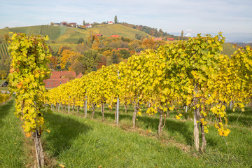 Fototapeta na wymiar Traumhafte Herbststimmung in den Weinbergen