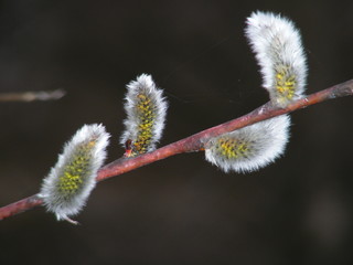 Willow branch. Blossoming branch of a willow against a dark background. In the branch, there are four 