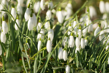 Obraz premium Schneeglöckchen auf der Wiese