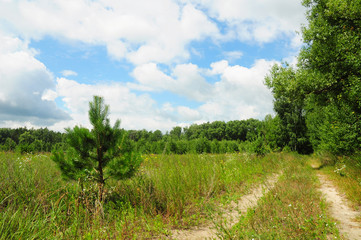 Fototapeta na wymiar Road in forest with blue clouds sky
