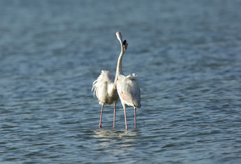 Greater Flamingos