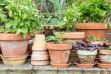 vegetable plants / Flowerpots with vegetables