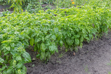 basil / Vegetable bed with green basil plants 