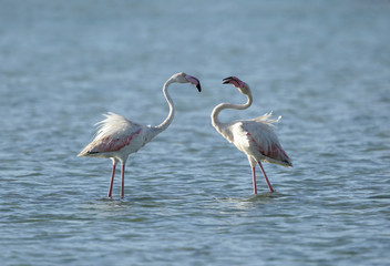 Obraz premium Beautiful Flamingos