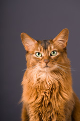 Somali cat on the floor with