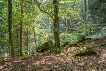 Foresta nelle Dolomiti
