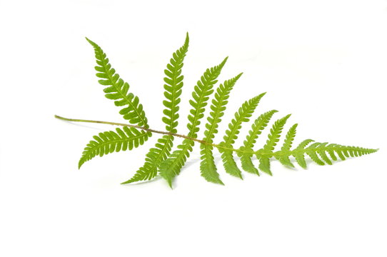 Leaf from long beechfern on white background