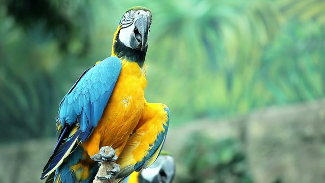 Blue and yellow macaw resting 