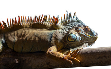 The green lizard