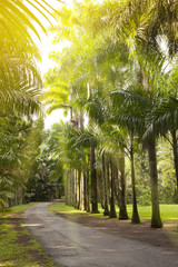 Fototapeta premium The avenue of the Cuban palm trees (royal palm tree) on Mauritius (Roystonea regia)..
