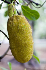 Ripe breadfruit or Jackfruit (Artocarpus heterophyllus)..