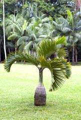 Naklejka premium Bottle palm tree (Hyophorbe). Mauritius