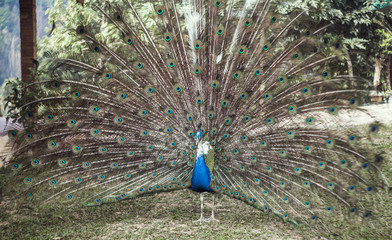 Obraz premium peacock with expanded tail