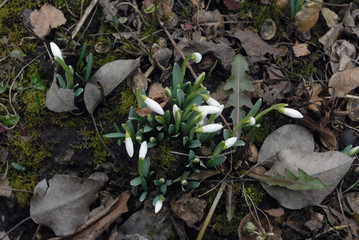 Group of snowdrops. Top view.