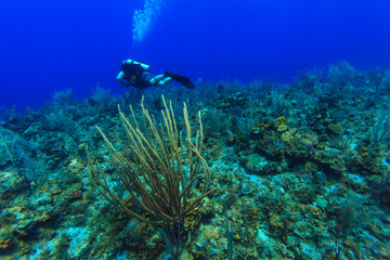 Scuba diver, swimmnig down, Cuba