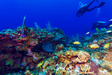 Naklejka na ściany i meble Colorfull reef and group of divers, Cayo Largo, Cuba