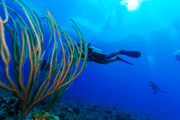 Diver and soft corals, Cayo Largo, Cuba